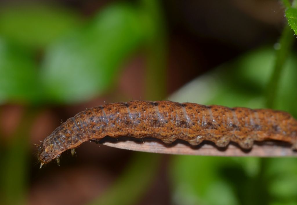 Lepidottero da identificare-Bruco (151)